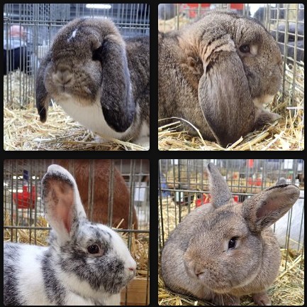 Landesschau 2026 Bilder